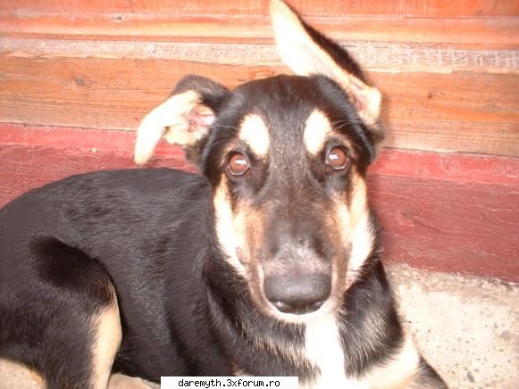 tot brutus poze