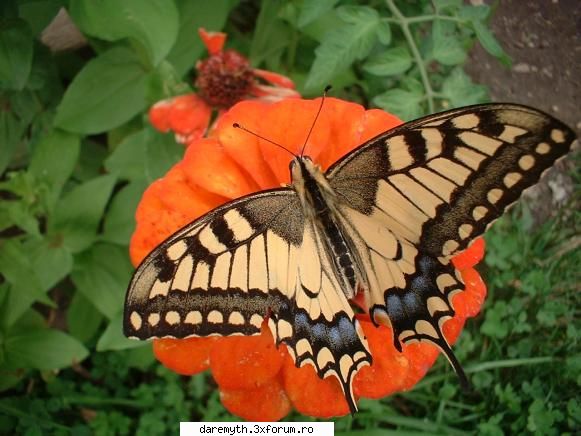 papilio machaon poze