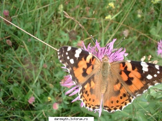 vanessa cardui poze