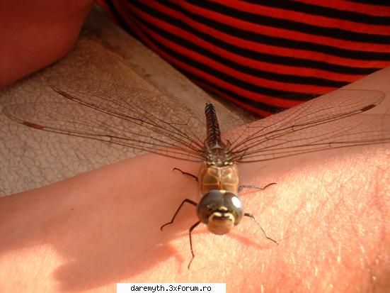 la libelule nu stiu speciile :rusine: poze